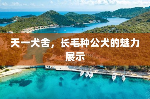 天一犬舍，長毛種公犬的魅力展示