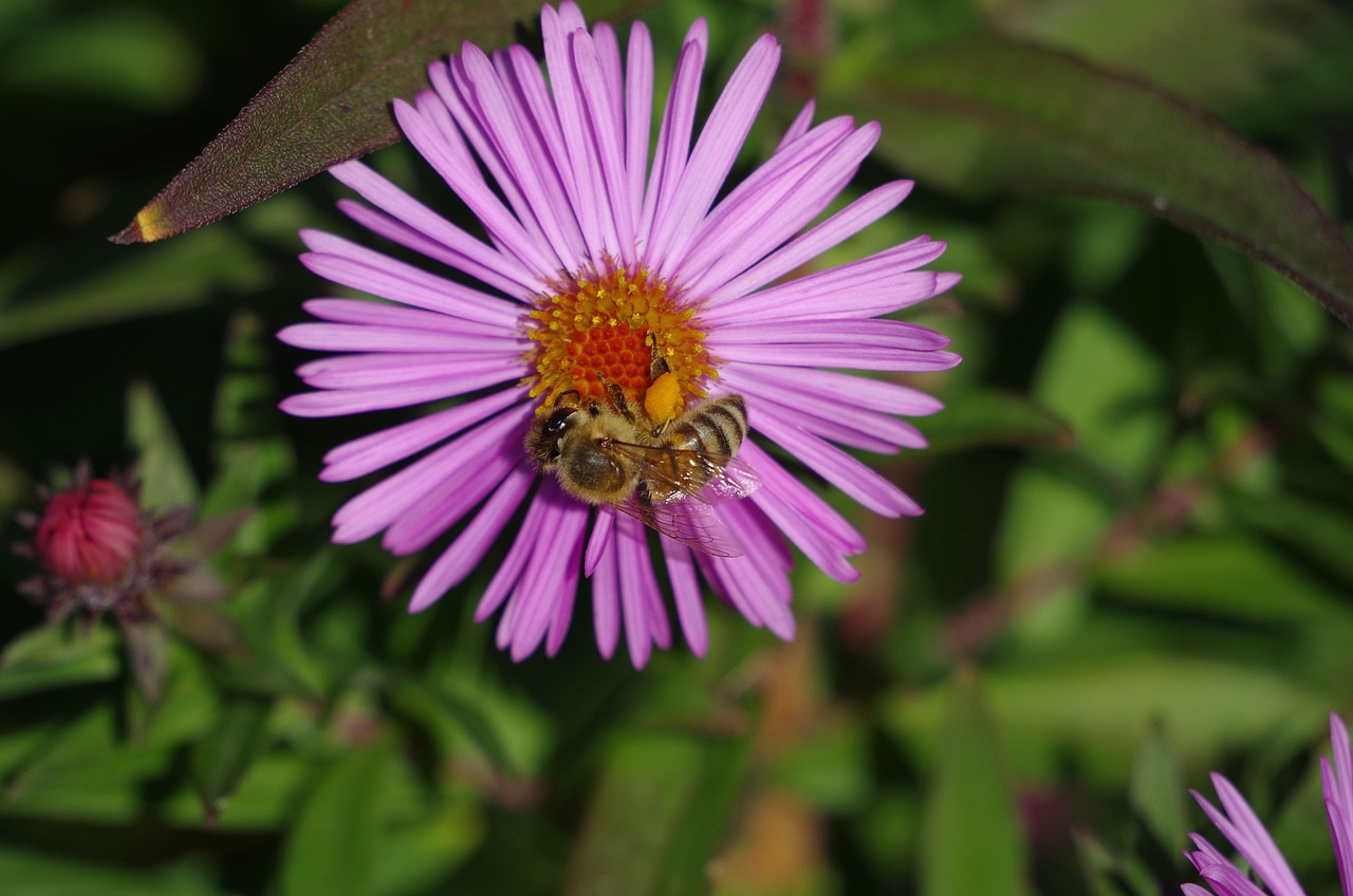 夢幻花園官方最新版下載，探索虛擬花卉世界的全新體驗(yàn)之旅