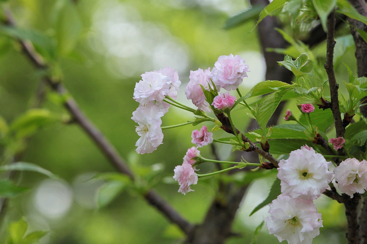 煙臺(tái)柏林春天最新動(dòng)態(tài)，城市蓬勃發(fā)展的新篇章