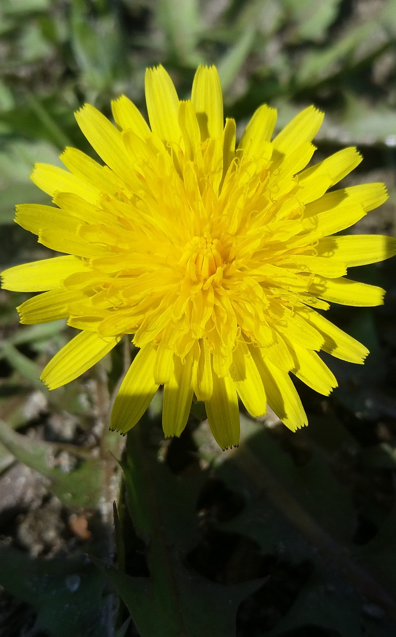 黔西花開城最新動(dòng)態(tài)，新篇章綻放之花