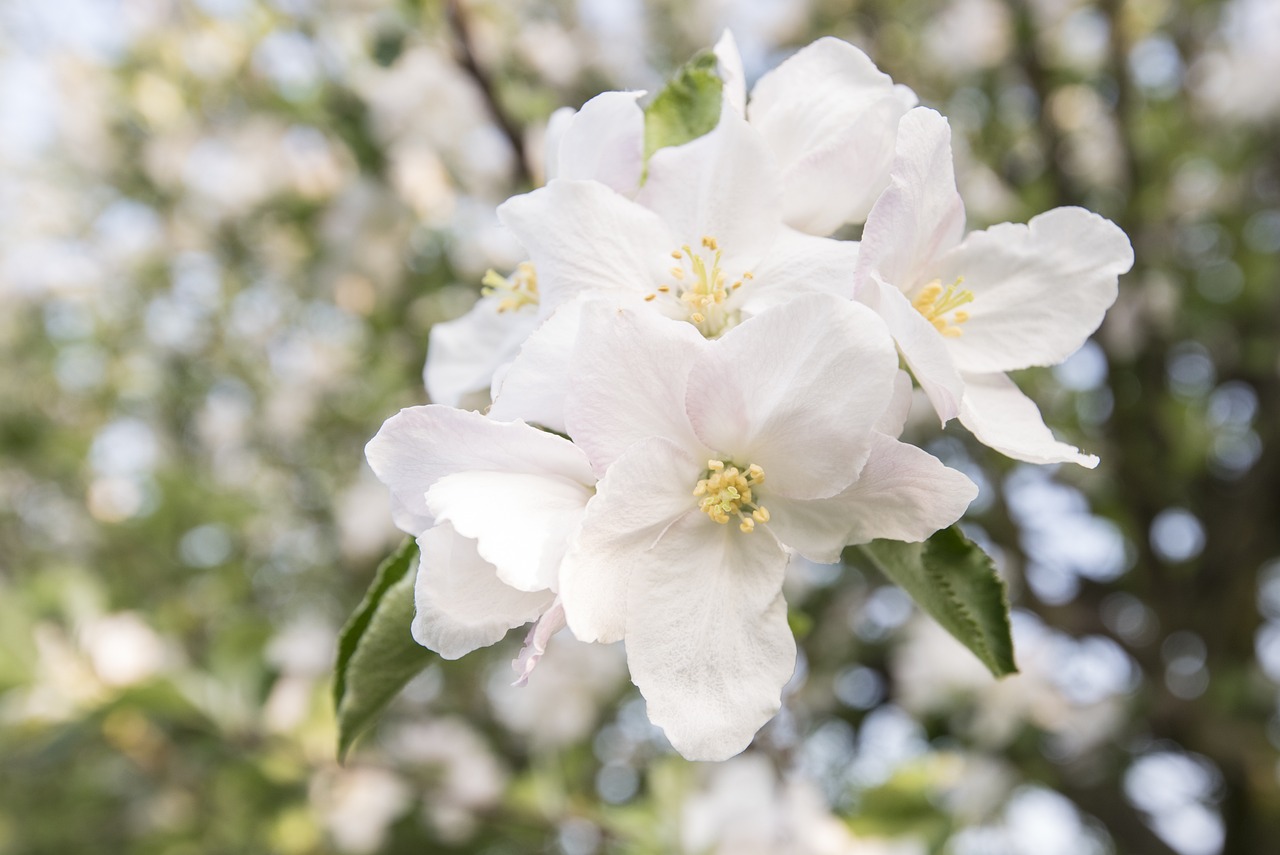 探索梅花詩韻，揭秘2016最新正版梅花詩的魅力