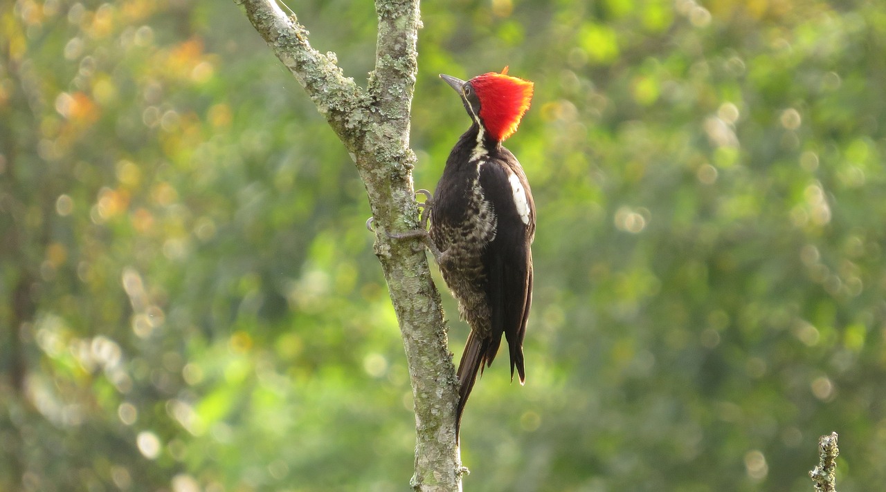 九科綠洲最新消息深度解析，最新動態(tài)與解讀