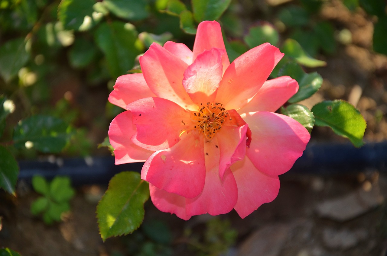 最新青?；▋褐绷畲笕珔R總