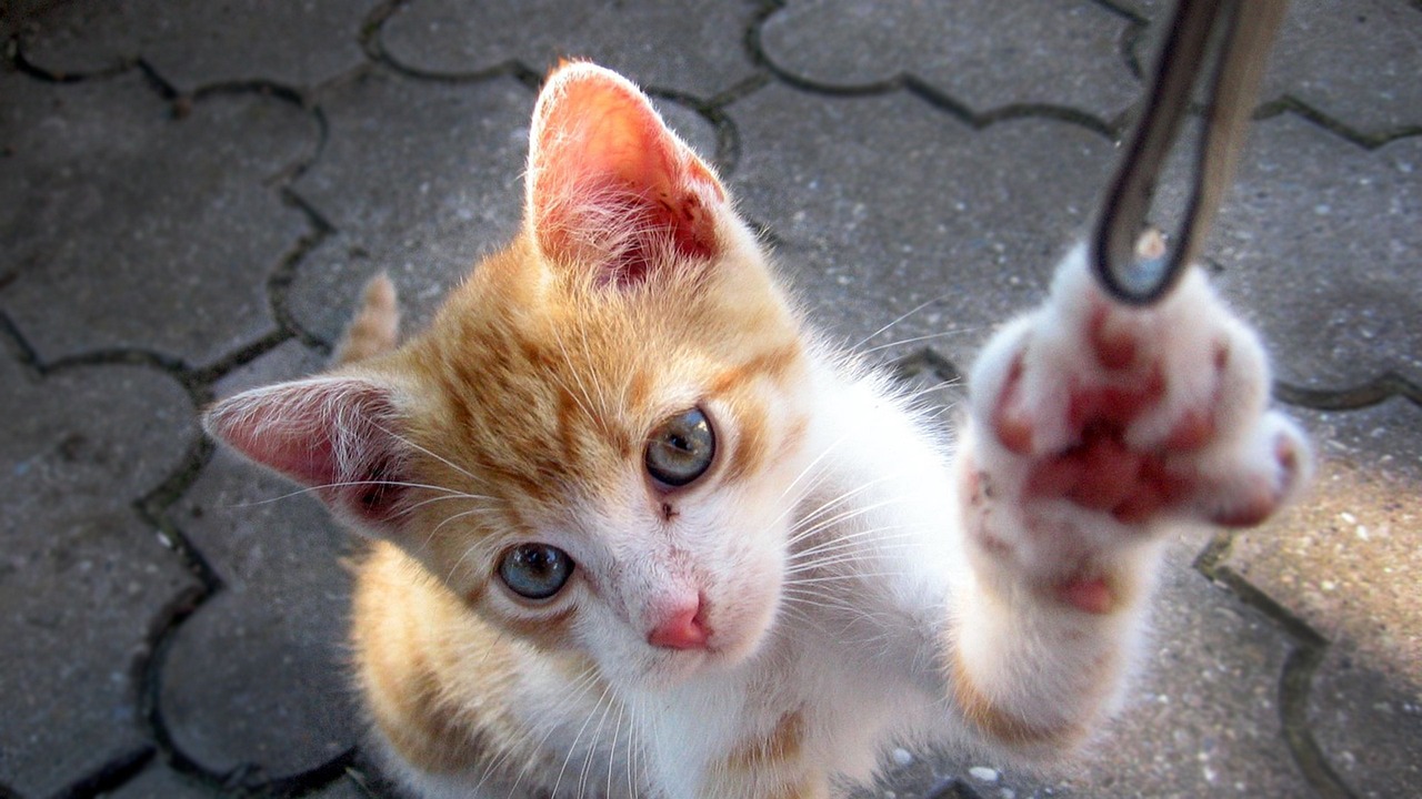 馬興田最新動態(tài)，商業(yè)巨頭開啟新征程