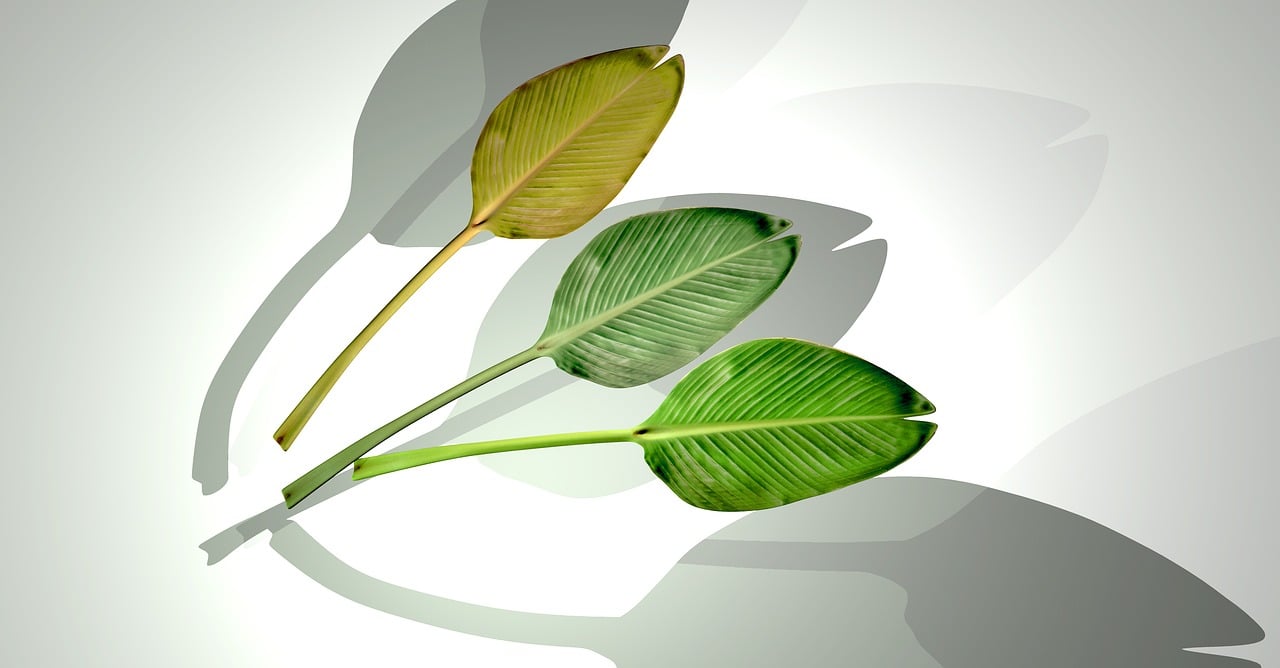 石家莊華普城最新動(dòng)態(tài)，城市發(fā)展的脈搏與未來展望揭秘