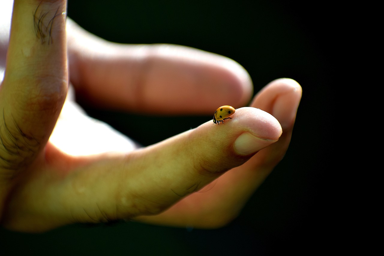 王者榮耀貂蟬最新動態(tài)，英雄重塑與皮膚更新消息揭秘