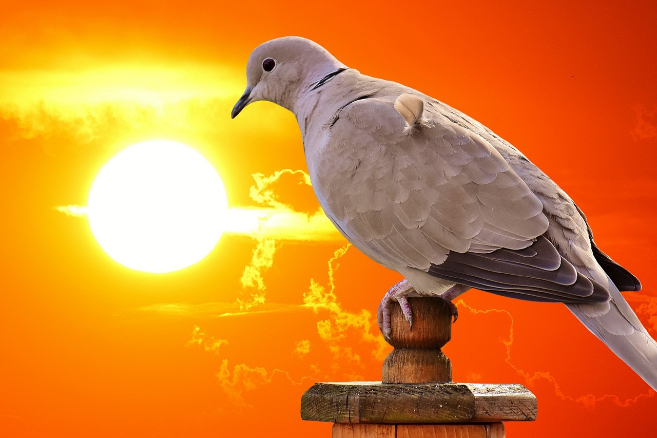 最新名家天落鴿圖片的藝術魅力與賞析，揭秘其獨特魅力及賞析精選圖片