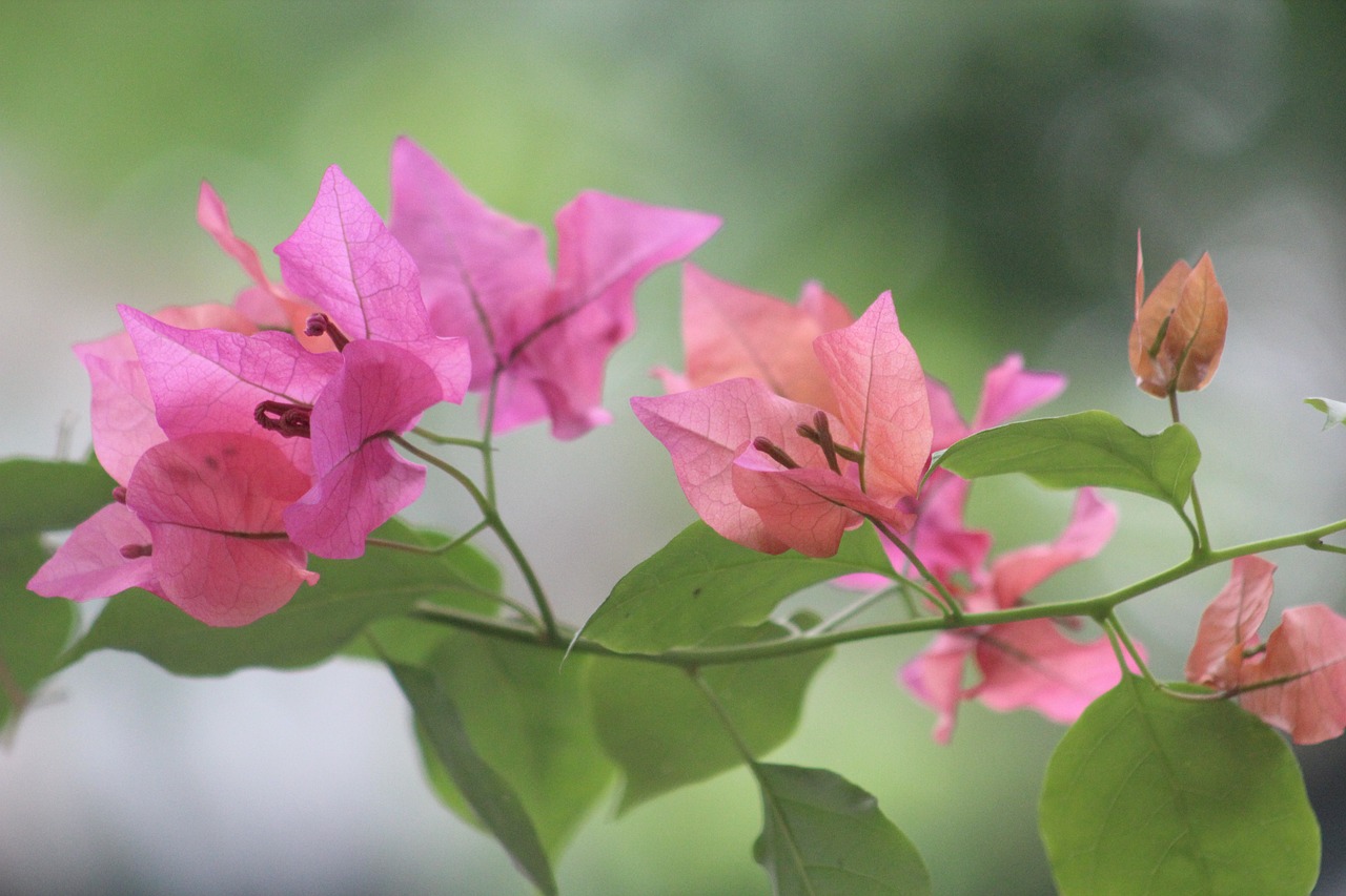 淮安豐球潤園最新價格揭秘，市場影響力與市場動態(tài)同步更新