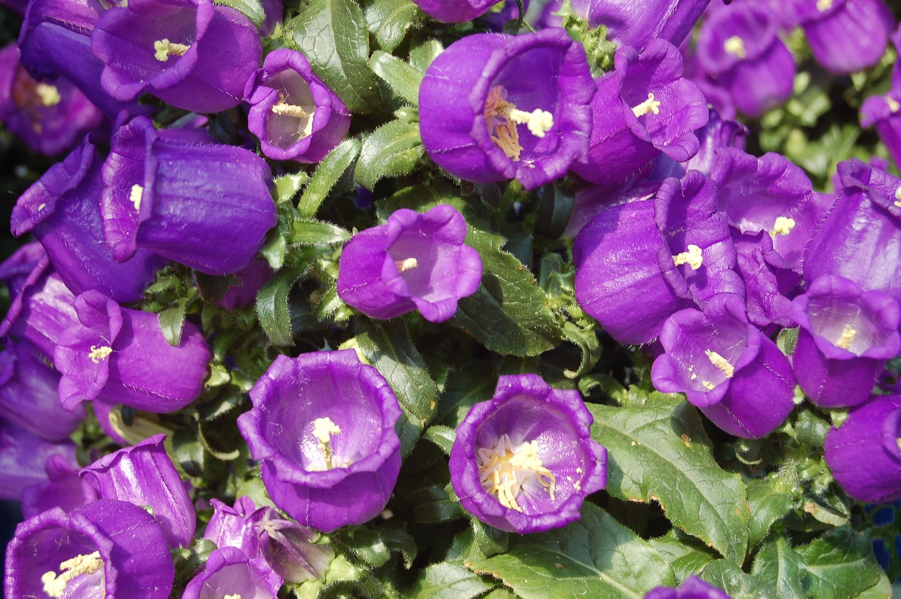 趙易山最新動(dòng)態(tài)揭秘，探尋其最新消息與神秘面紗背后的真相