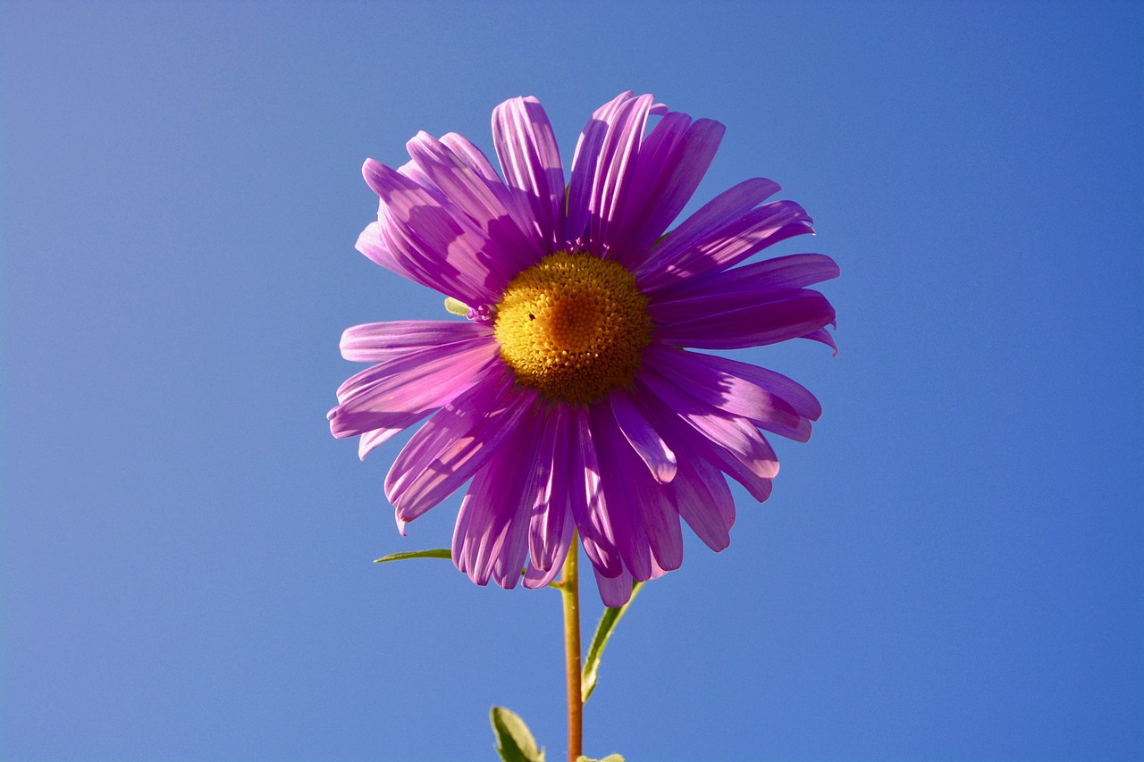 六安紫御府最新動(dòng)態(tài)，引領(lǐng)城市生活新潮流