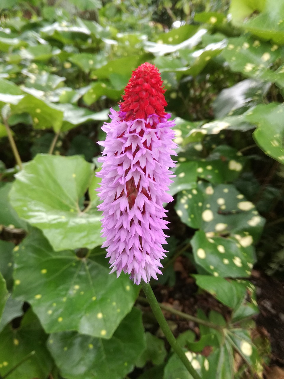 建工雙合家園最新房價(jià)概覽與動(dòng)態(tài)分析