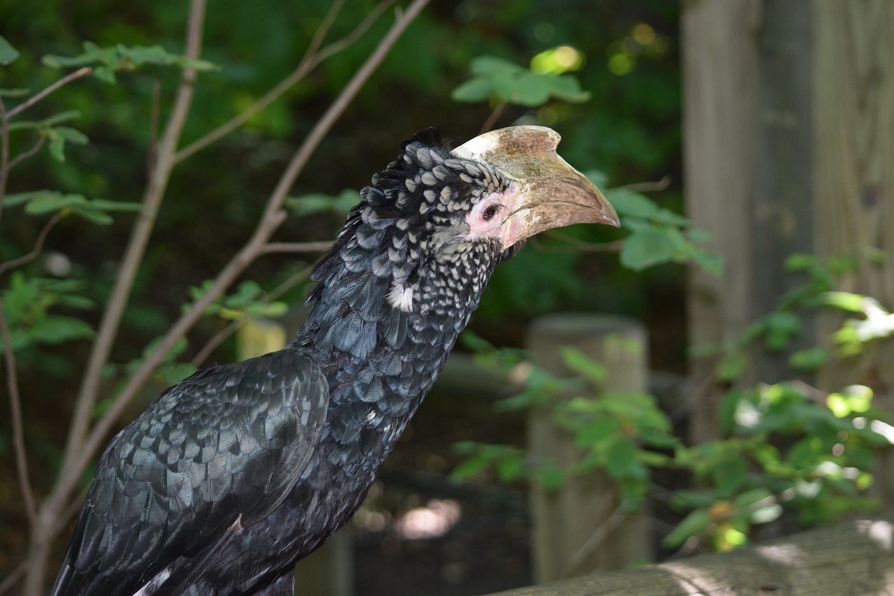 探尋保定城市中的自然之聲，最新百靈鳥(niǎo)信息一覽
