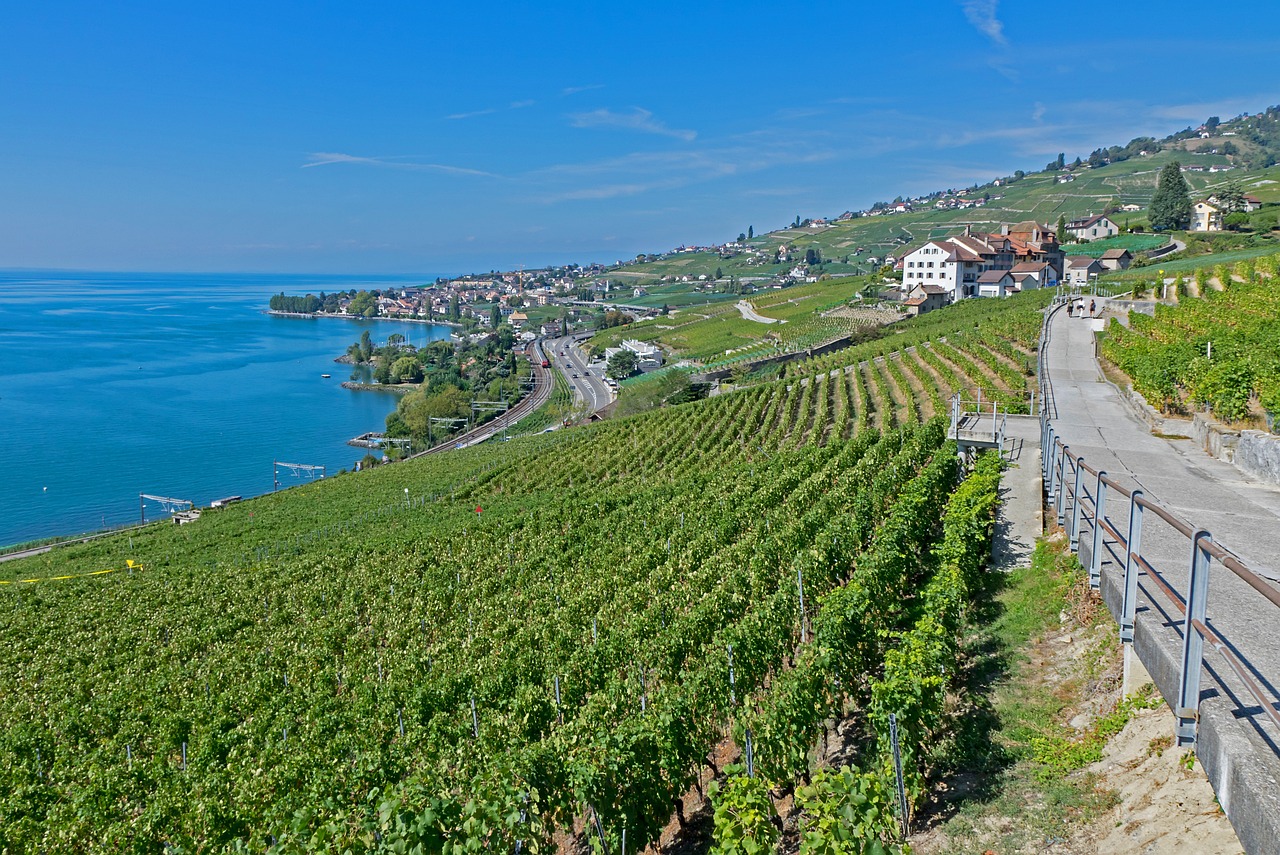 灤南澤平莊園，獨(dú)特魅力與發(fā)展前景的最新消息