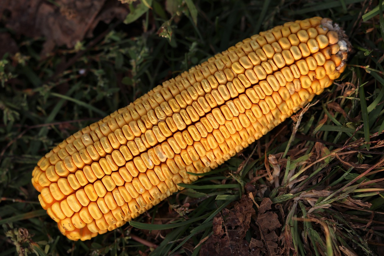 酥卷熊 第19頁(yè)