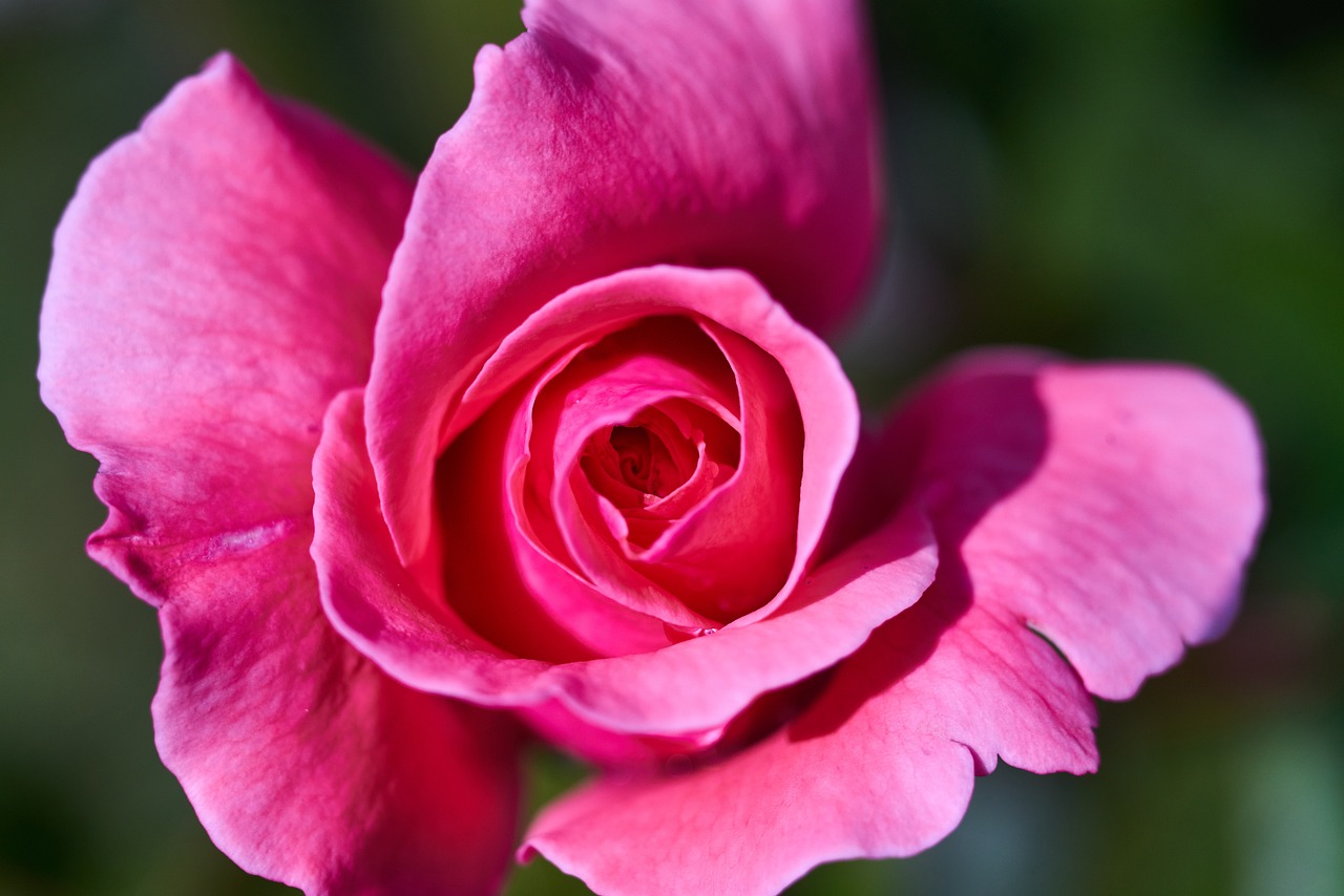 最新早上好圖片，開(kāi)啟美好一天的溫馨問(wèn)候