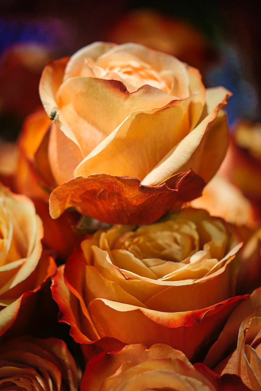 香堤藝墅最新動(dòng)態(tài)，揭開未來藝術(shù)生活序幕