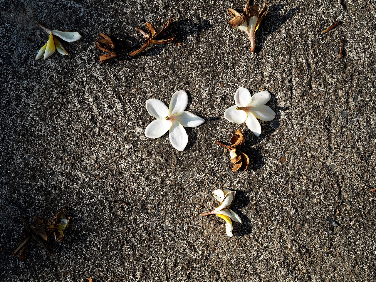 成都限行區(qū)域最新消息詳解及更新動態(tài)