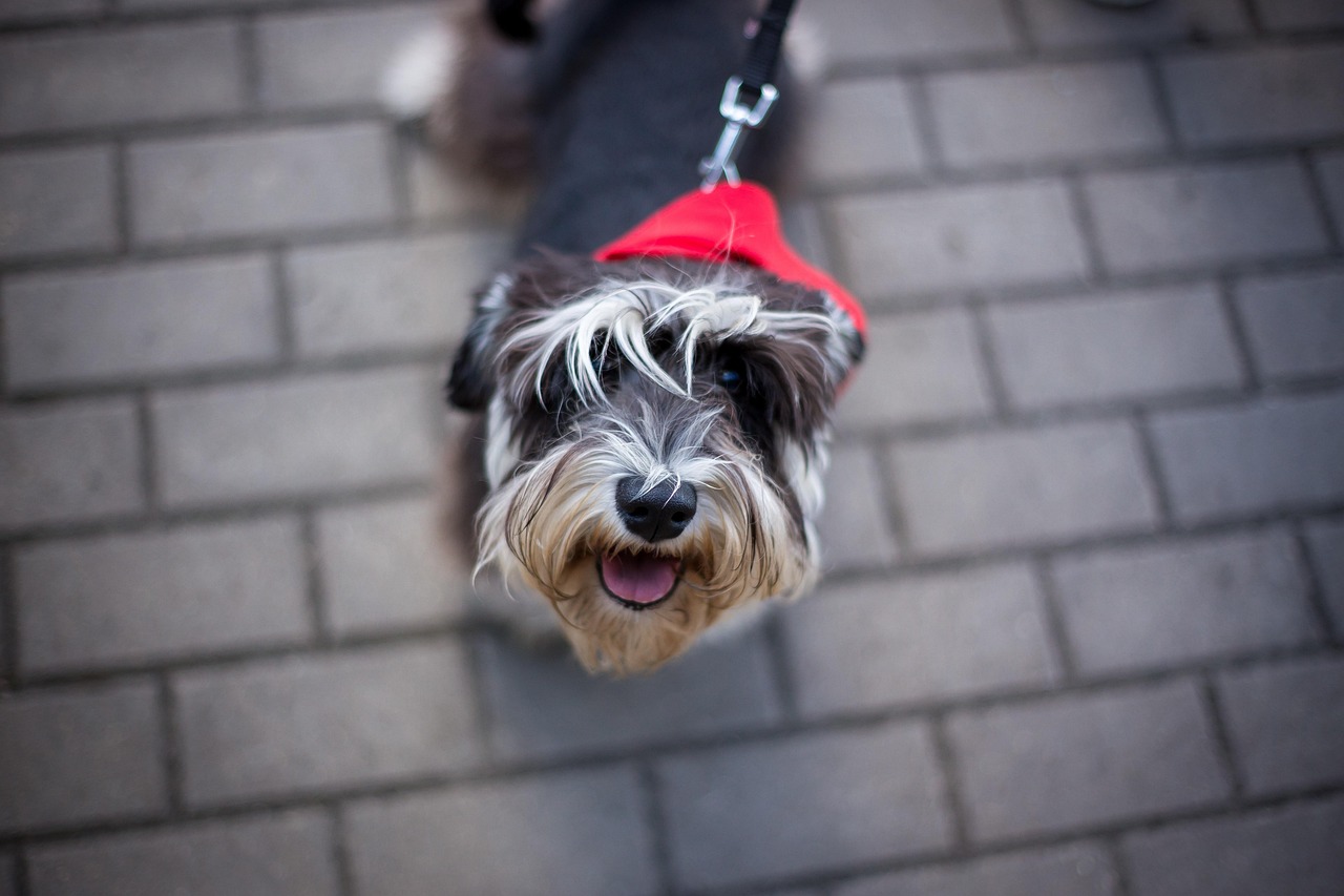 王玲玲與小一鳴的最新動態(tài)，星光璀璨，未來可期