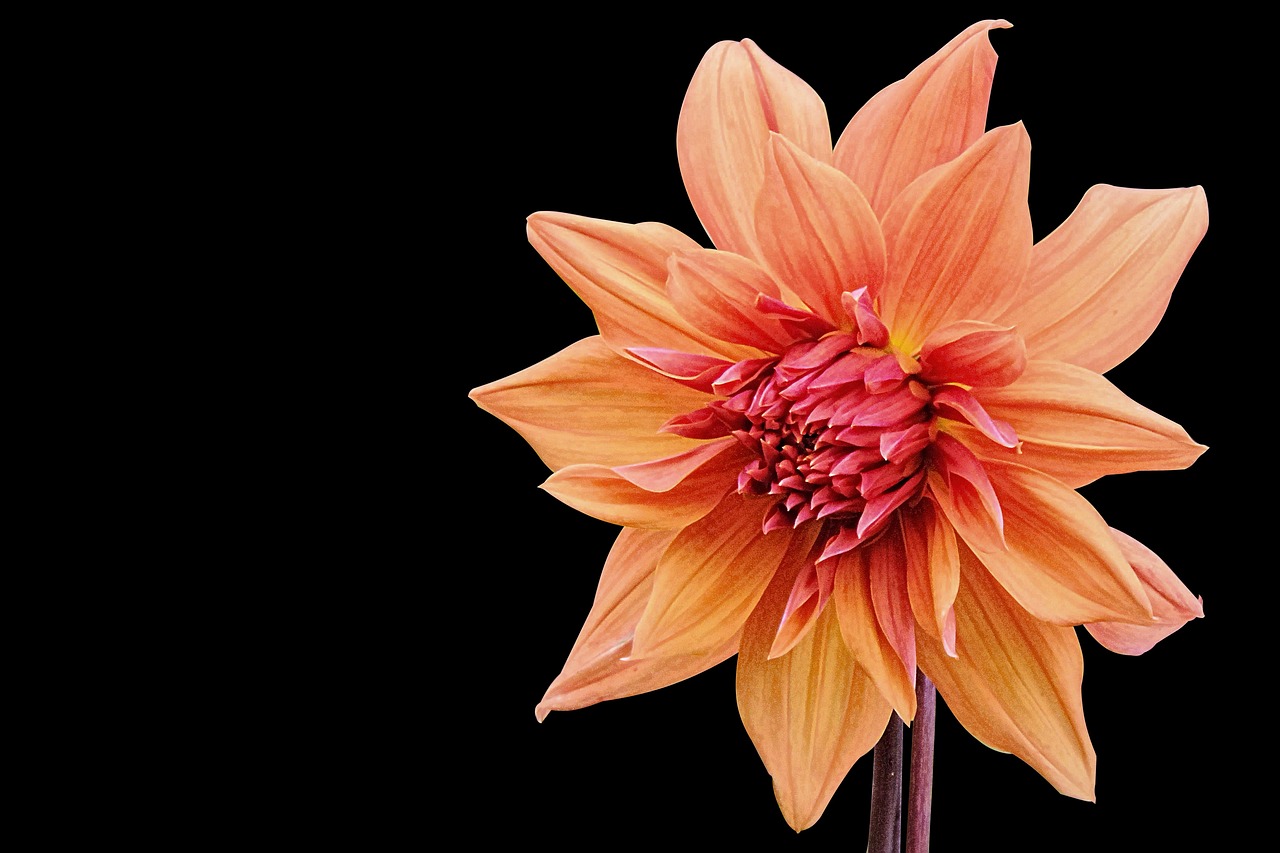 社會撫養(yǎng)費廢止最新動態(tài)，重塑人口政策，未來展望揭曉