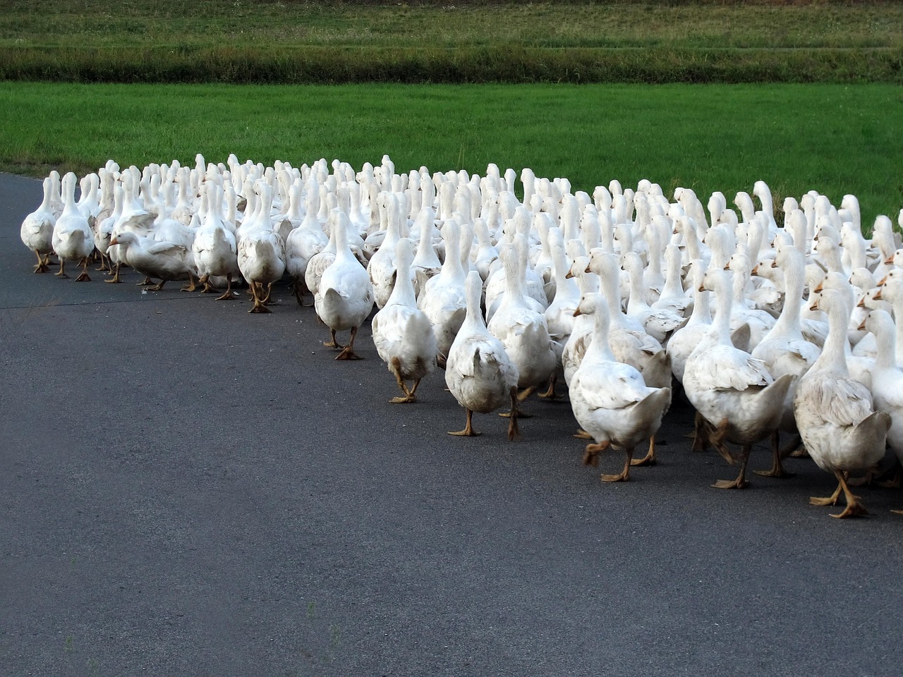后牛坊村搬遷最新動態(tài)，變化中的鄉(xiāng)村未來