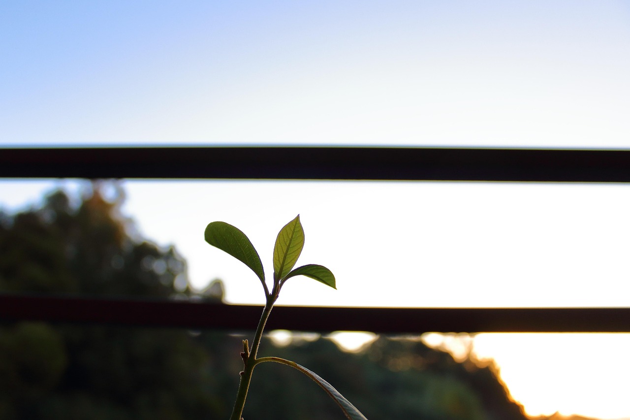 朗詩紅樹林最新動態(tài)，引領(lǐng)綠色生活新篇章，開啟全新篇章