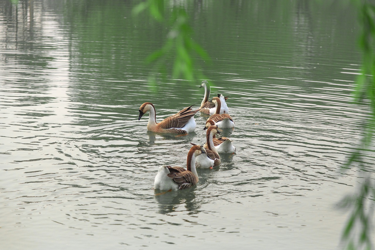 澳門科技大學(xué)最新消息綜述，發(fā)展動(dòng)態(tài)與亮點(diǎn)展示