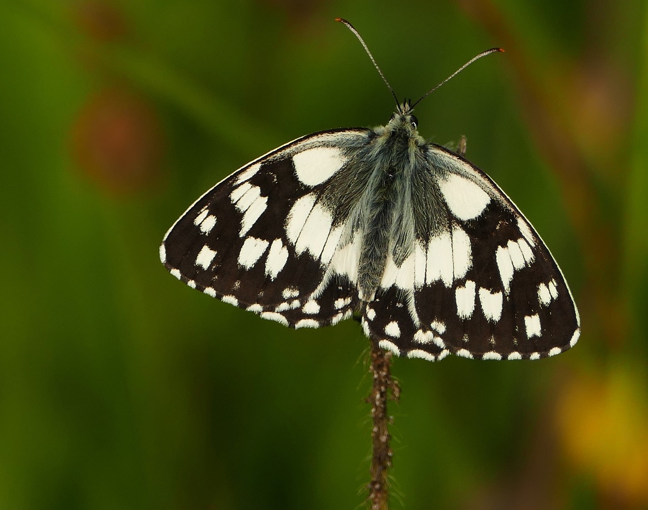 永年縣二手房最新信息概覽，最新房源、價(jià)格及交易動態(tài)一網(wǎng)打盡